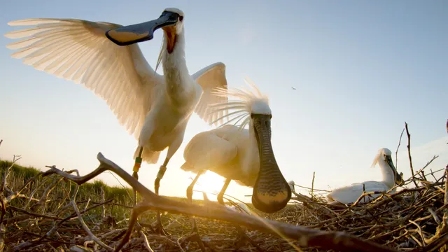 Nieuwe EO-natuurfilm: ‘De lepelaar in een roerige wereld’ volgt indrukwekkende terugkeer
